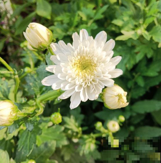 4种花现在正“饿”，多给它补点大补肥，才能长得壮