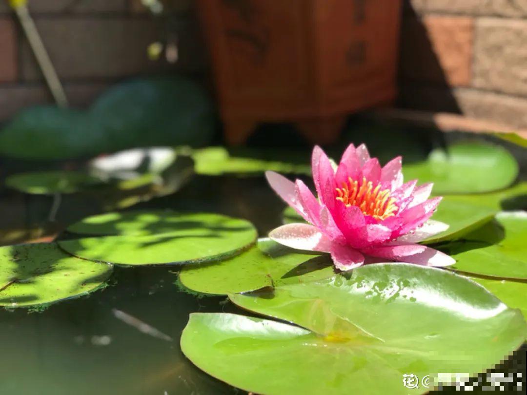 农村捡个大水缸，种点碗莲仙气十足，人见人爱