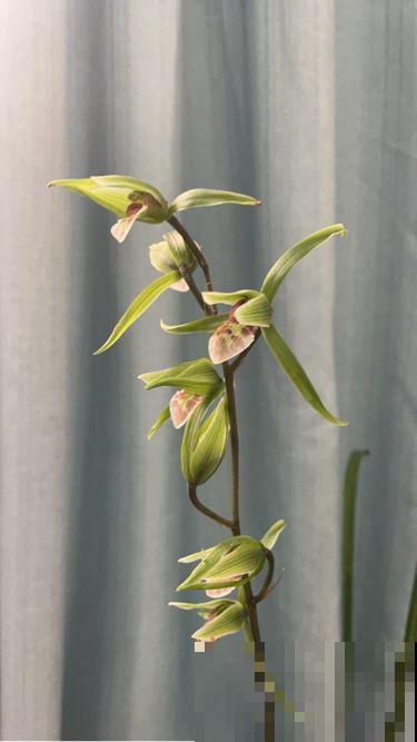 兰花五大品种,一个比一个幽雅,居家养殖真大气 兰花五大品种,一个比一个幽雅,居家养殖真大气