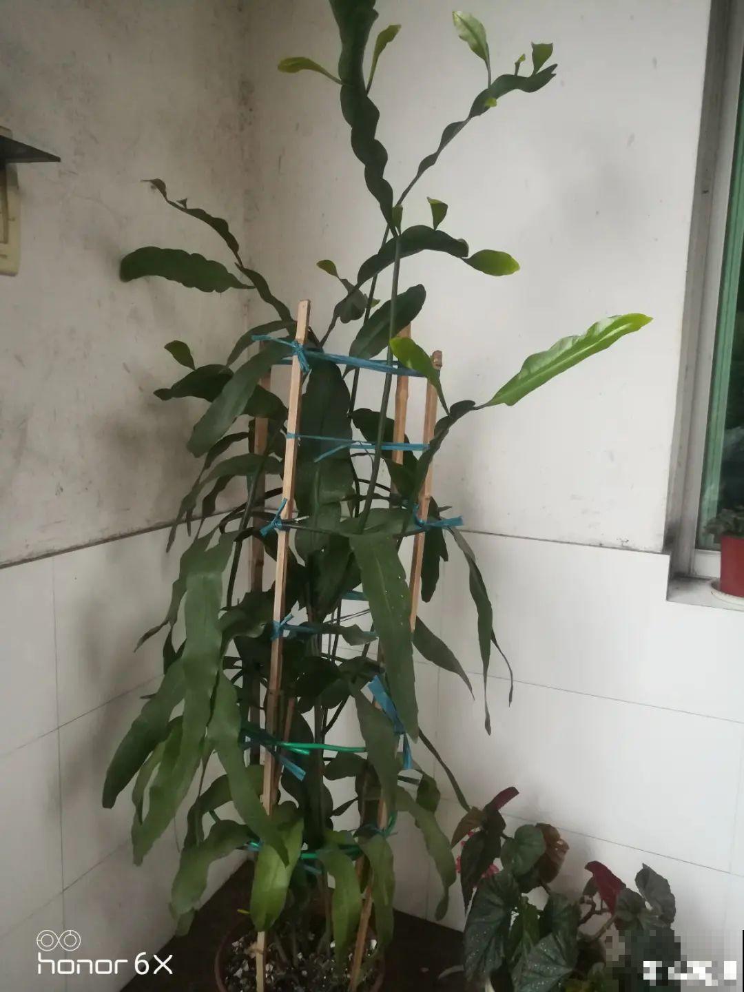 专挑晚上开的花,爱吃肥肉喝废油,开花艳压群芳 专挑晚上开的花,爱吃肥肉喝废油,开花艳压群芳