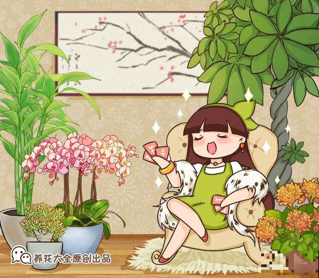 春节的蝴蝶兰挺不过夏天？做好4点，妙手回春不是梦