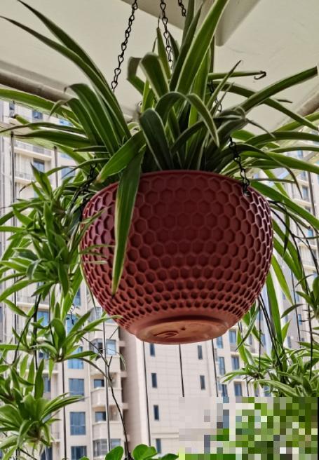 20种常见花,一句话说到浇水要点,赶紧学学 20种常见花,一句话说到浇水要点,赶紧学学