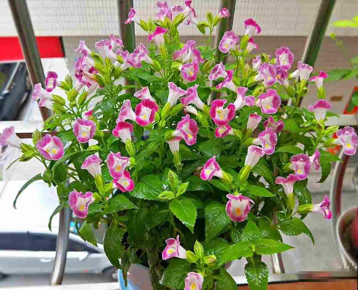 强悍的小草花，种一次年年开，越晒花越多！