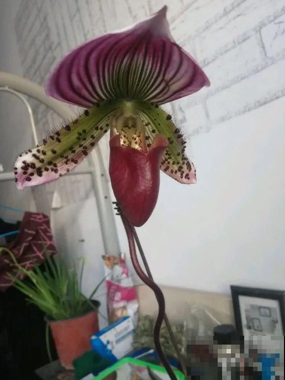 10种花,看着贵气有格调,实际价格很便宜 10种花,看着贵气有格调,实际价格很便宜