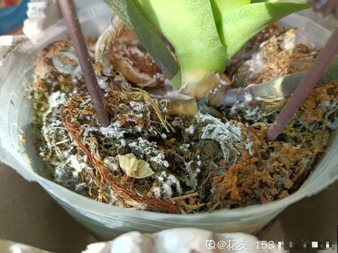 花杆子变黑，赶紧拔出来，立马换土