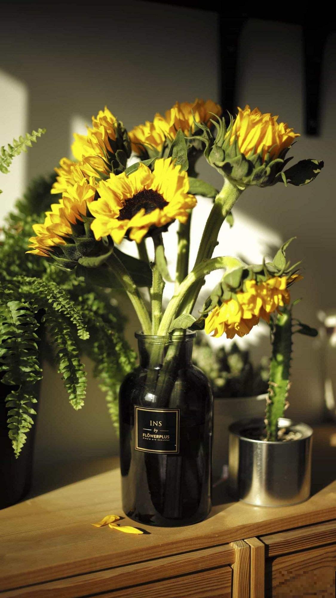 揭秘！每天跟着太阳走，向日葵真的“向日”吗？