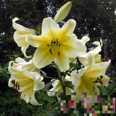 常见的切花,个个都是“大美女”,中国有四种 常见的切花,个个都是“大美女”,中国有四种