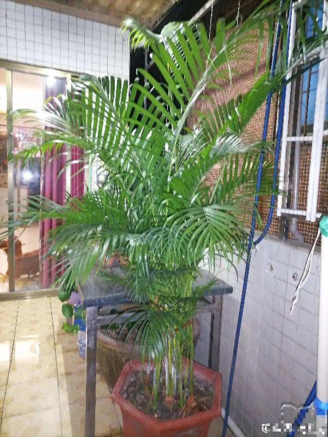 大叶子耐阴花，室内一定养，叶子比脸大，真凉快