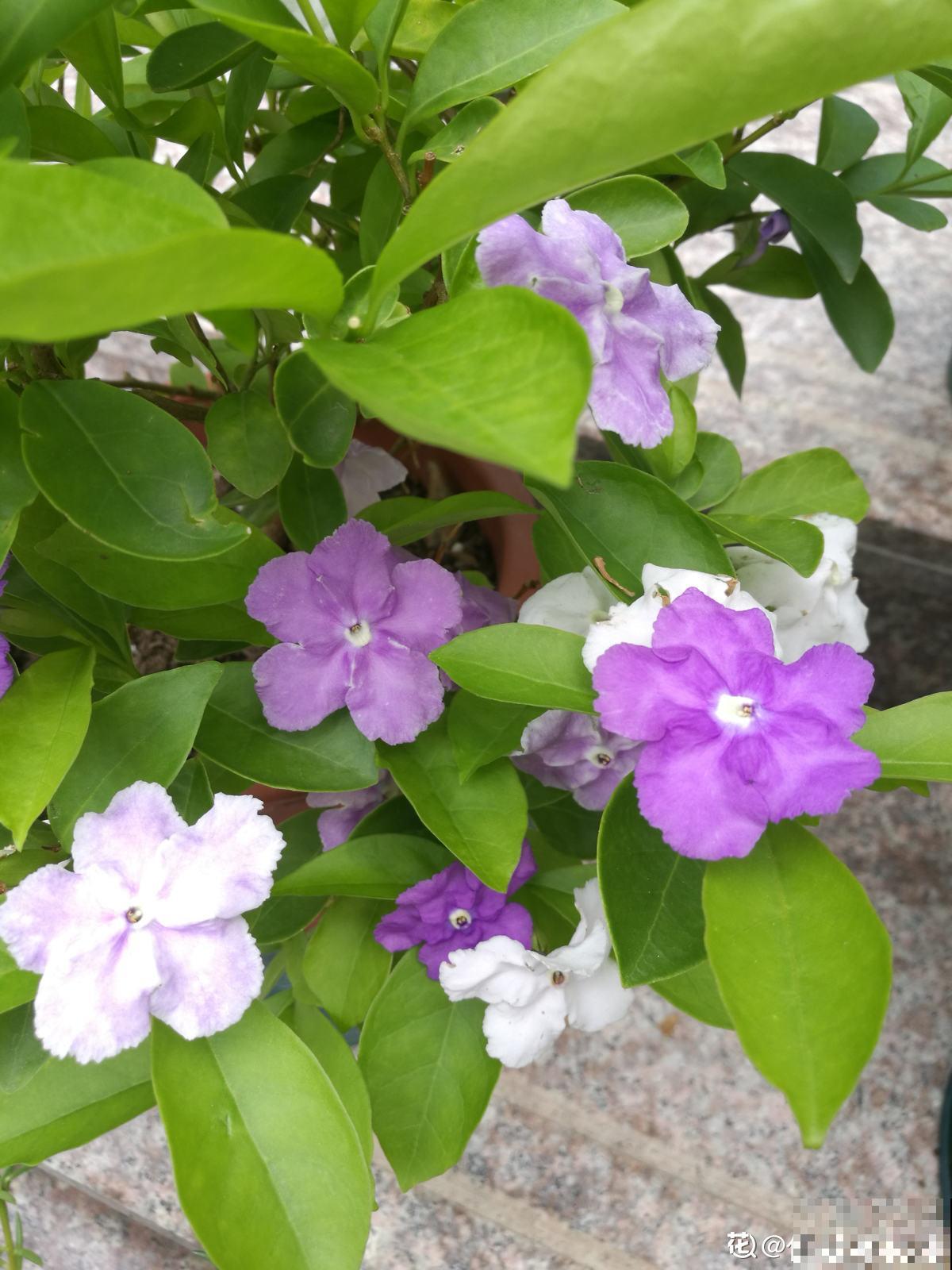 植物中的“变脸怪”,一天的时间就变色,究竟是为啥 植物中的“变脸怪”,一天的时间就变色,究竟是为啥