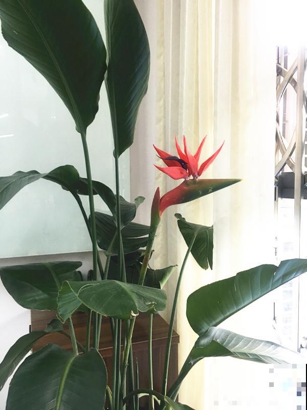 大叶子耐阴花，室内一定养，叶子比脸大，真凉快