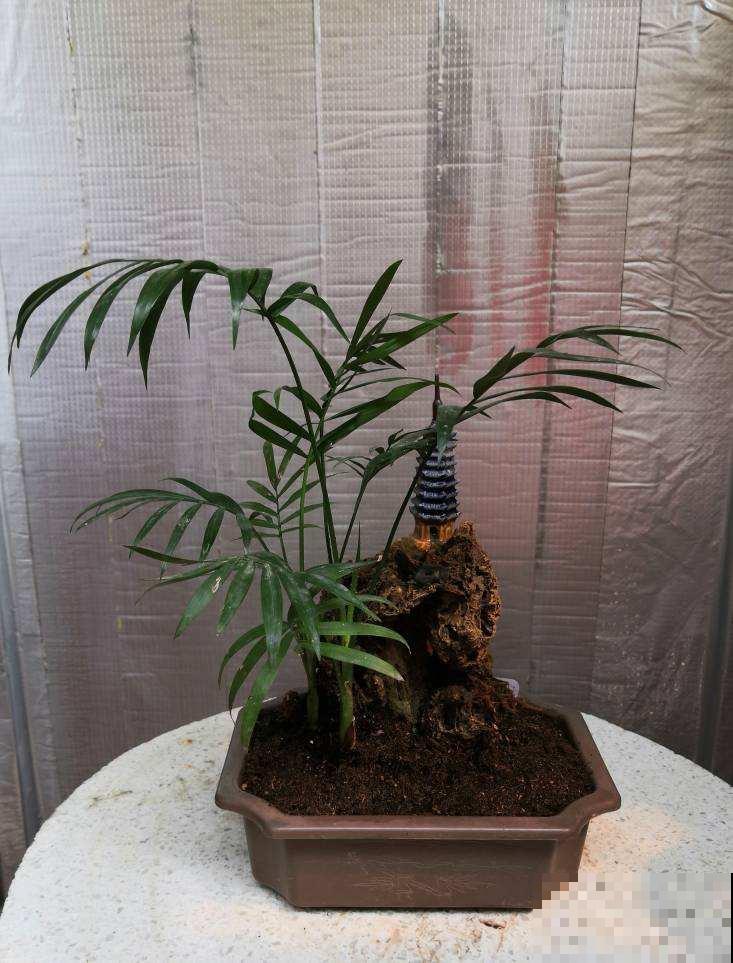 养花4个基础要点，弄明白了，植物才能长得壮