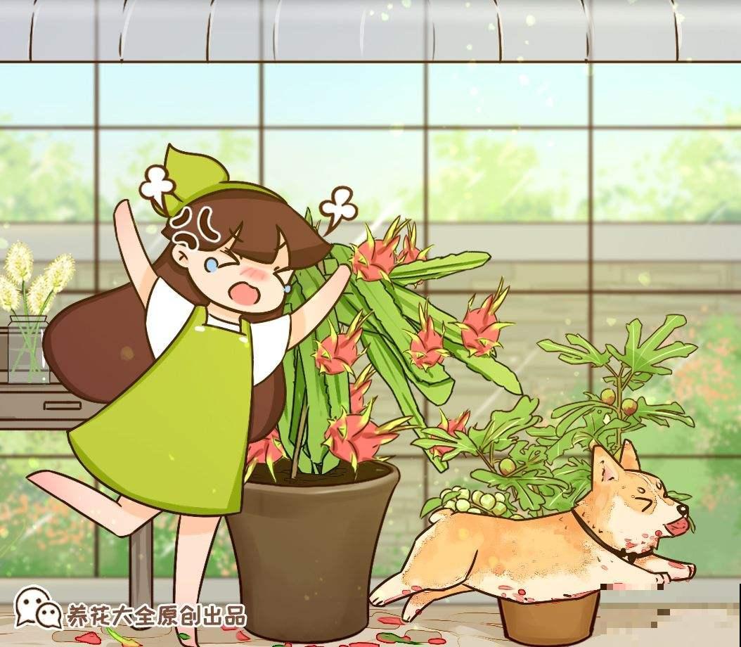 3种花长的跟“三胞胎”似的，还有“守家”的说法，适合居家养护