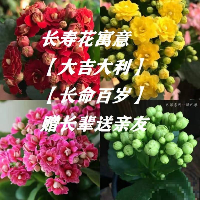 长寿花养护方法，这6点要注意，安稳度夏接着开花