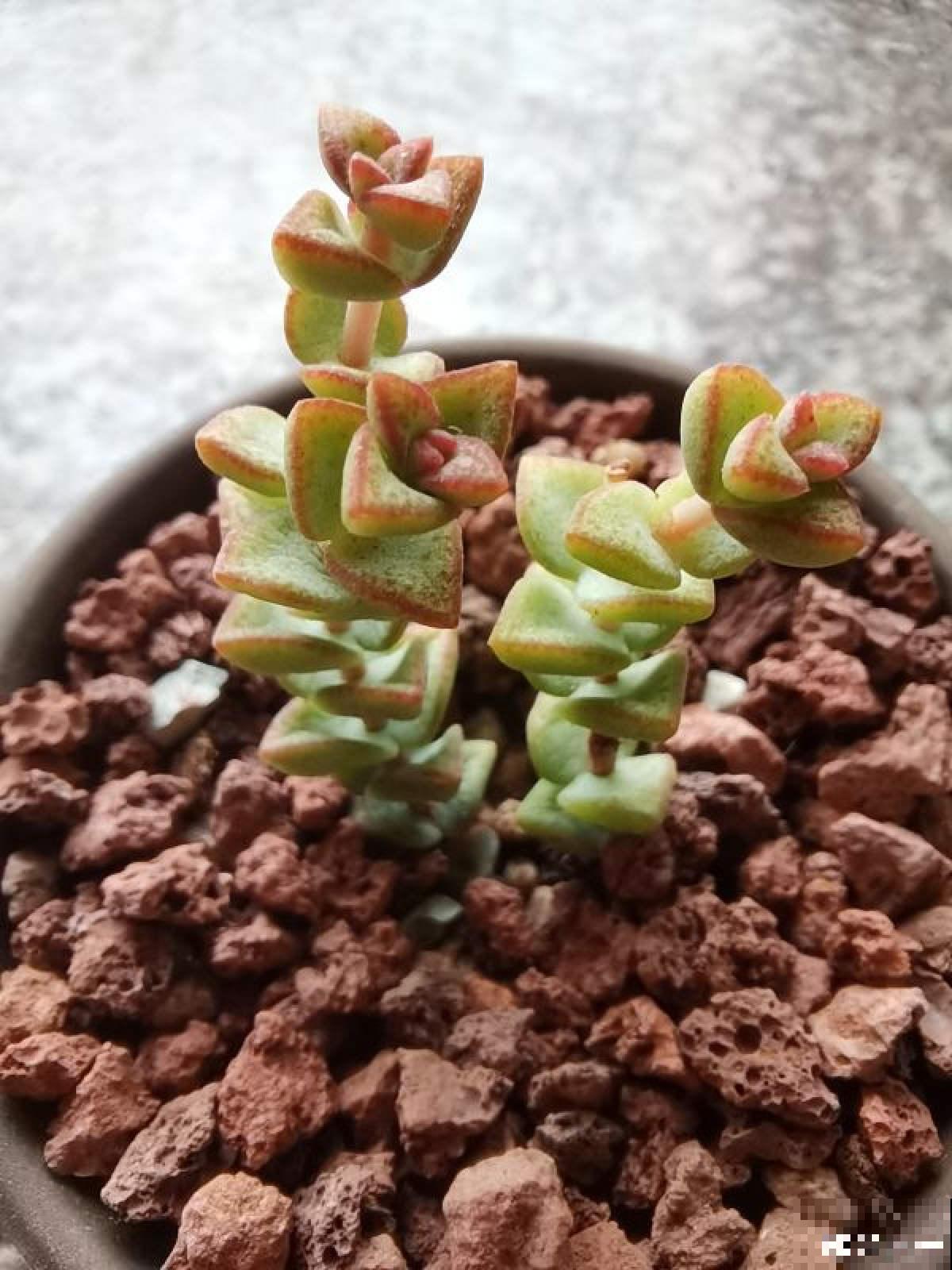 秋天给花换盆,要注意3要点,植物越长越壮 秋天给花换盆,要注意3要点,植物越长越壮