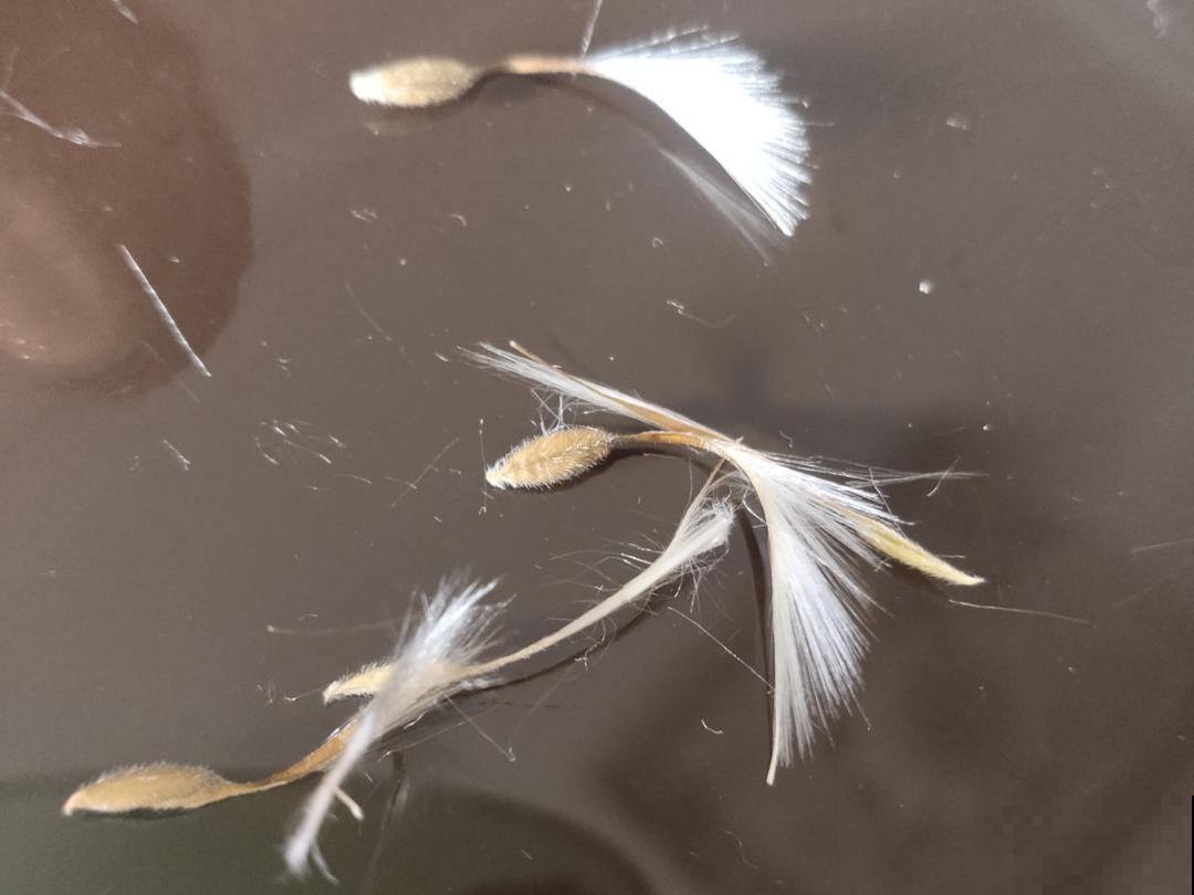 10种花开完不要剪，等20天之后，1盆变多盆