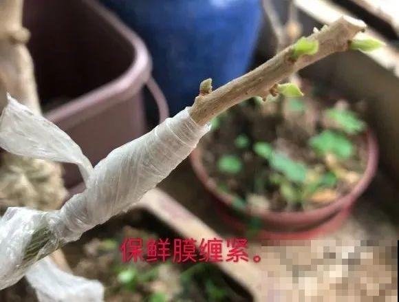 养了30年的玉树,扦插开出9色花,快来沾沾喜气 养了30年的玉树,扦插开出9色花,快来沾沾喜气