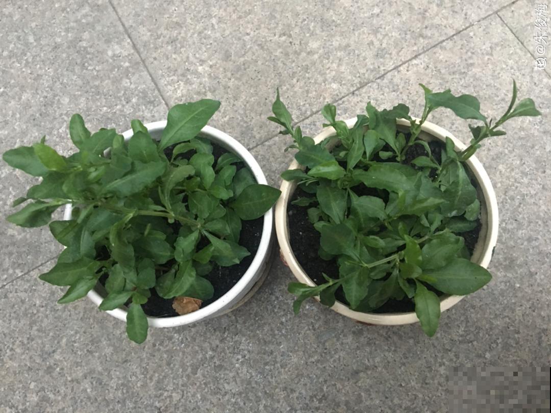 8种花，越热越扦插，大白根呼呼冒