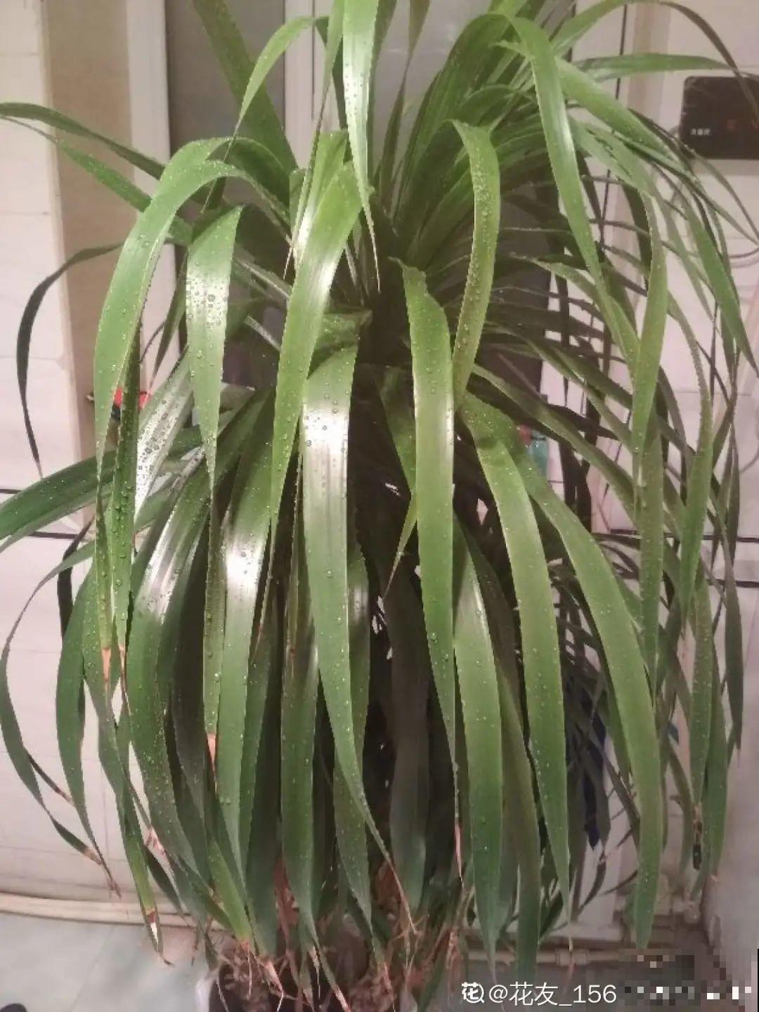 6种花夏天难养，贴土面砍一刀，新芽呼呼冒