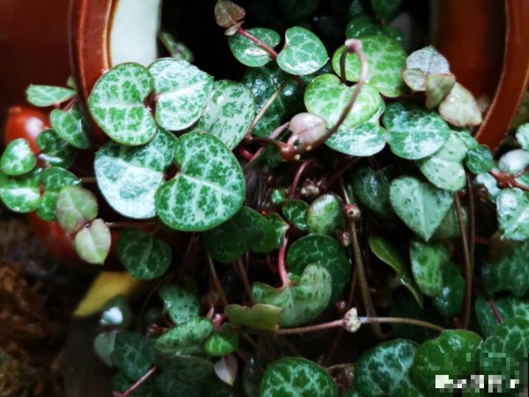 15种花,养在家里有气质,好养又健康 15种花,养在家里有气质,好养又健康