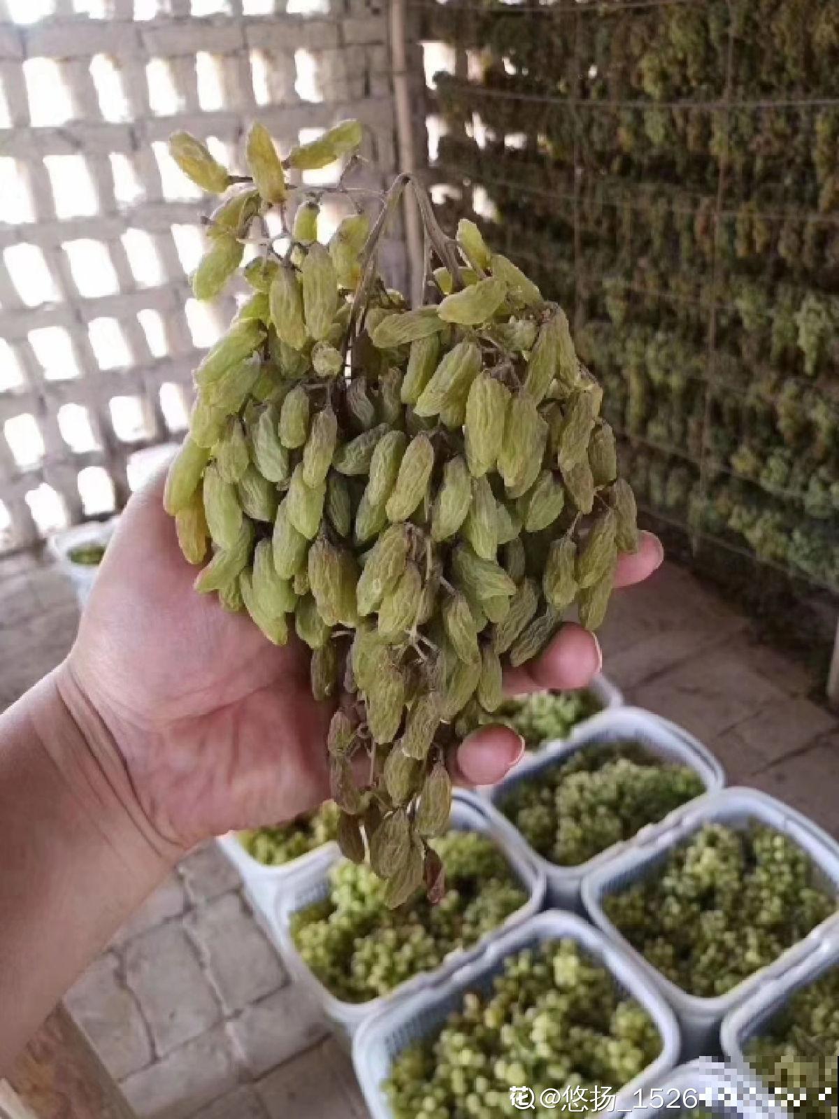 2种方法自制葡萄干，吃起来放心，成就感满满