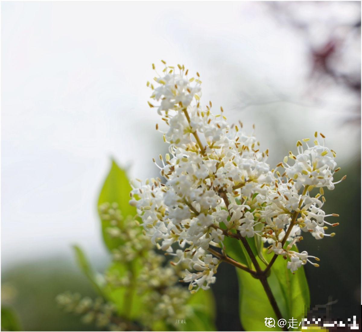 资深花友,还有什么是你没种过的?少见家养植物大曝光 资深花友,还有什么是你没种过的?少见家养植物大曝光