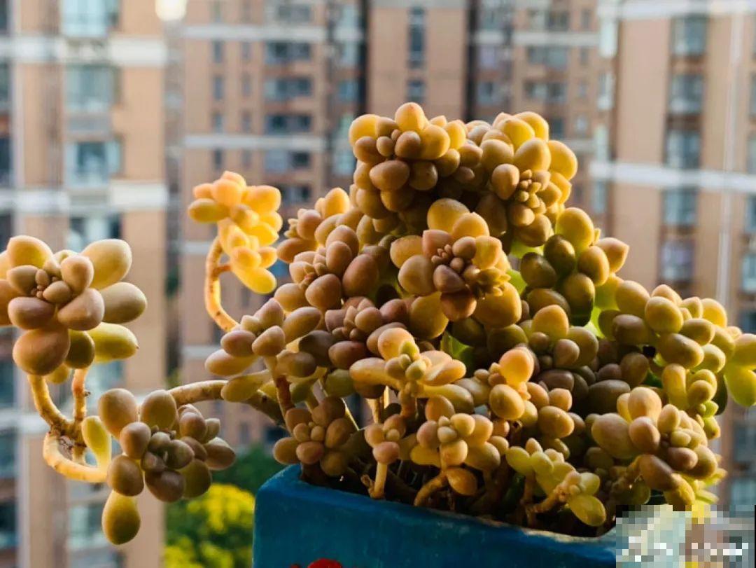 6种多肉，夏天不休眠，而且疯狂生长