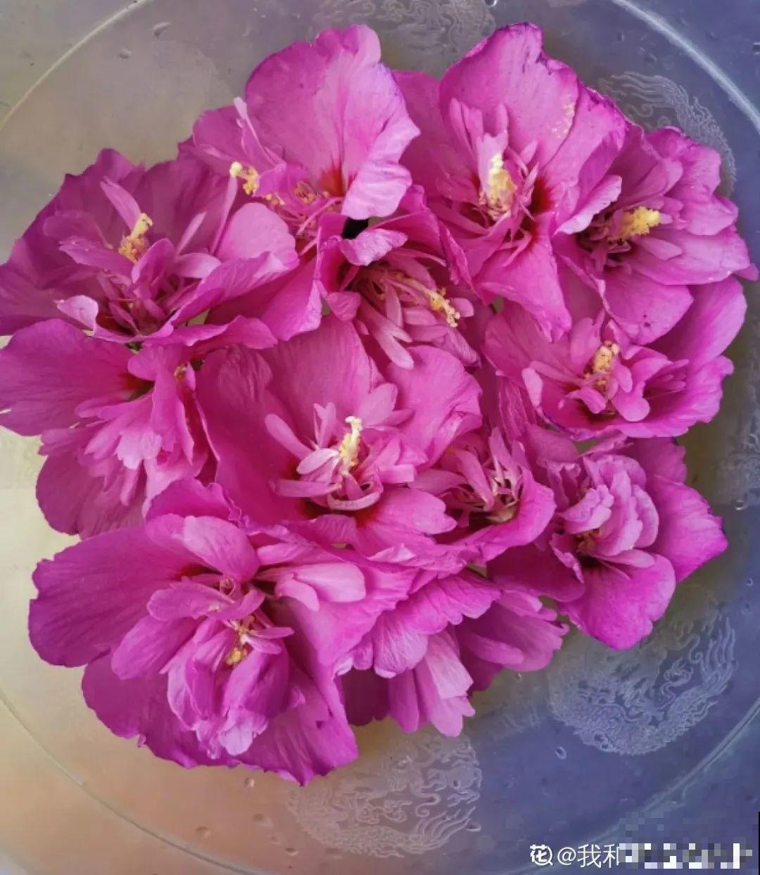 家门口的木槿花，裹上面炸一炸，外酥里嫩香喷喷