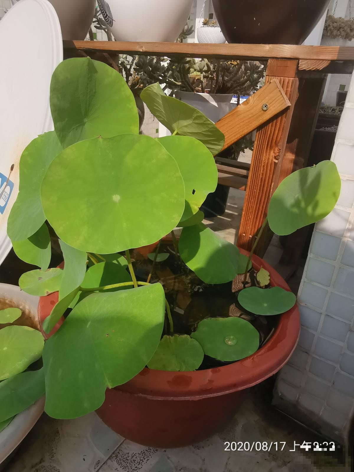 养碗莲做好3点，开花美得像艺术品，拍的照片像修图