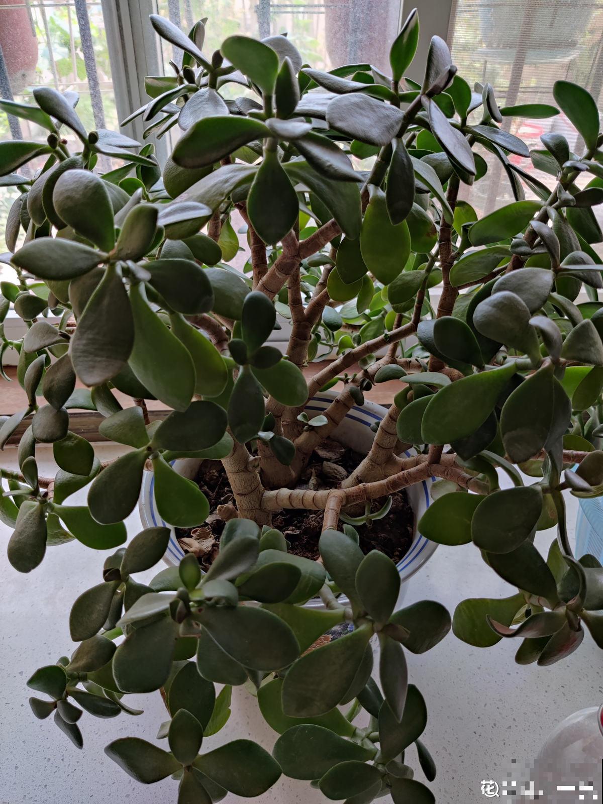 需要“穷养”的3种花，盆越小，水越少，长得越壮实