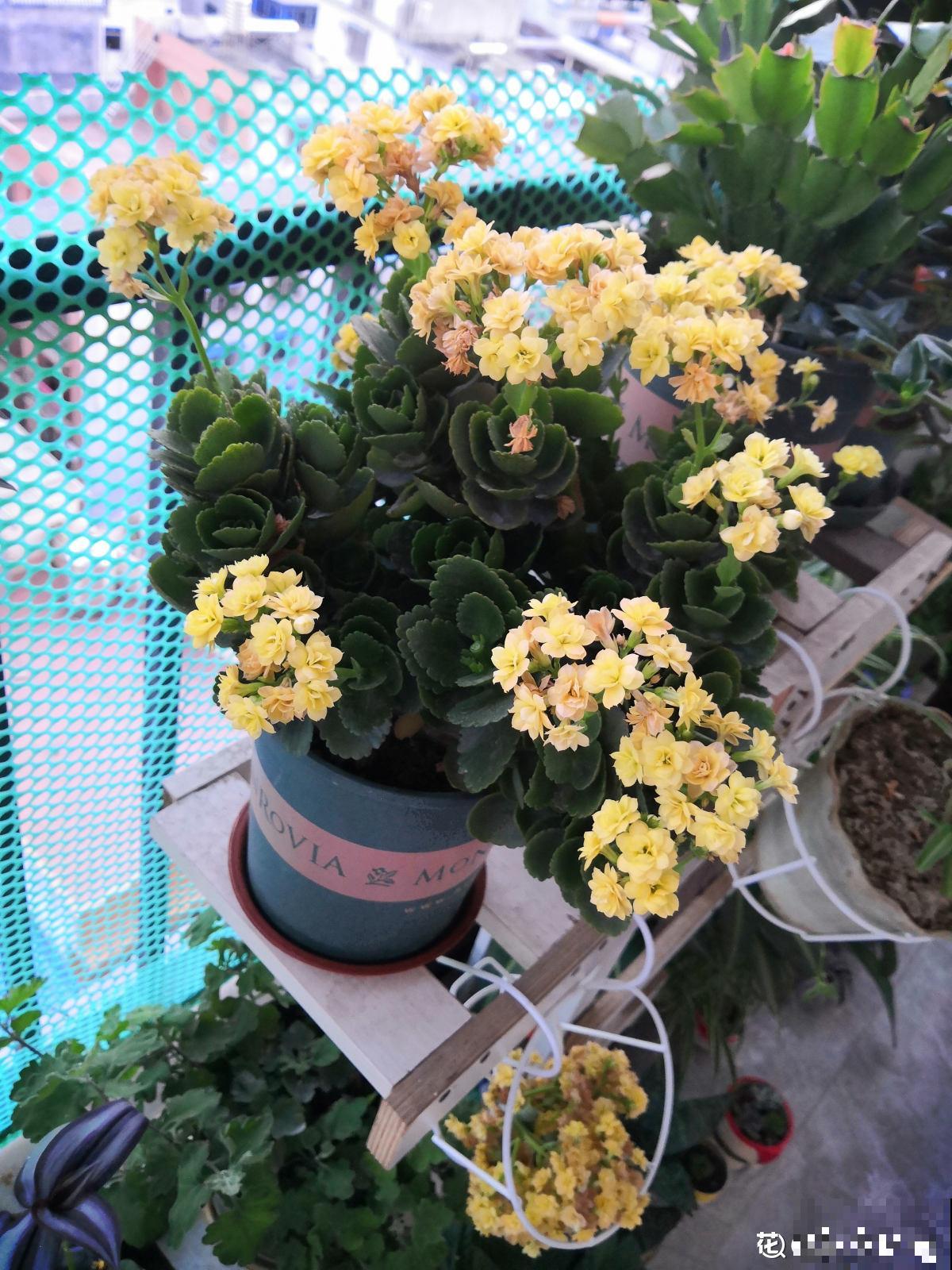 6步养好长寿花,花期超长还能健康长寿 6步养好长寿花,花期超长还能健康长寿