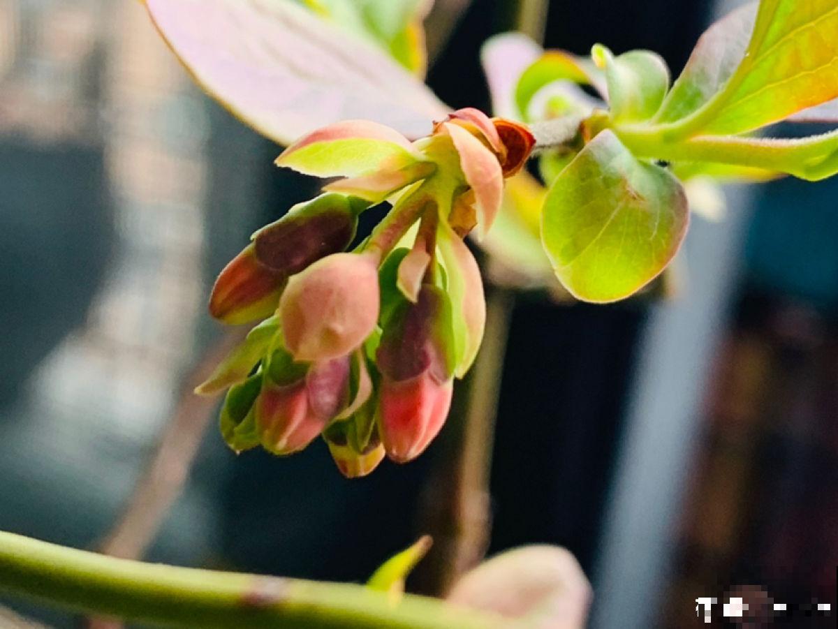 7种最适合阳台养殖的水果，成活率高，果香飘满屋