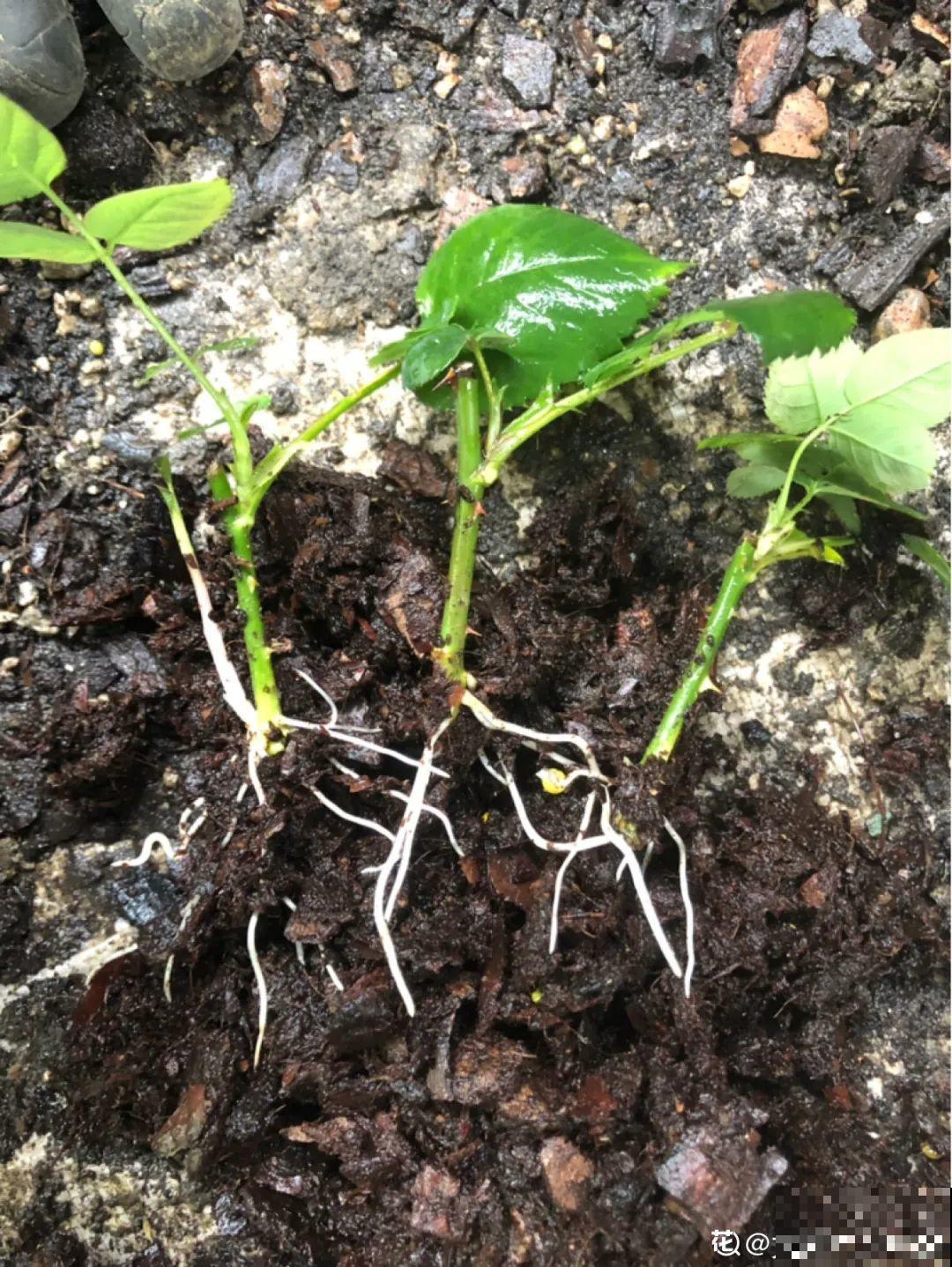 旧筷子、老干妈瓶别扔，拿来养花效果好，省下一笔养花钱