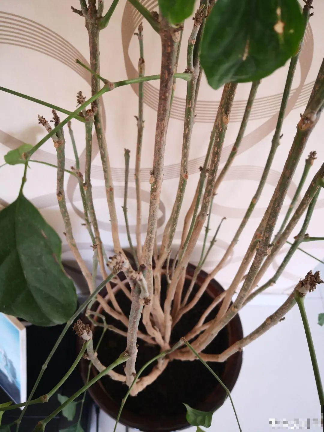 夏天养花，就怕乱浇水，千万不能积水