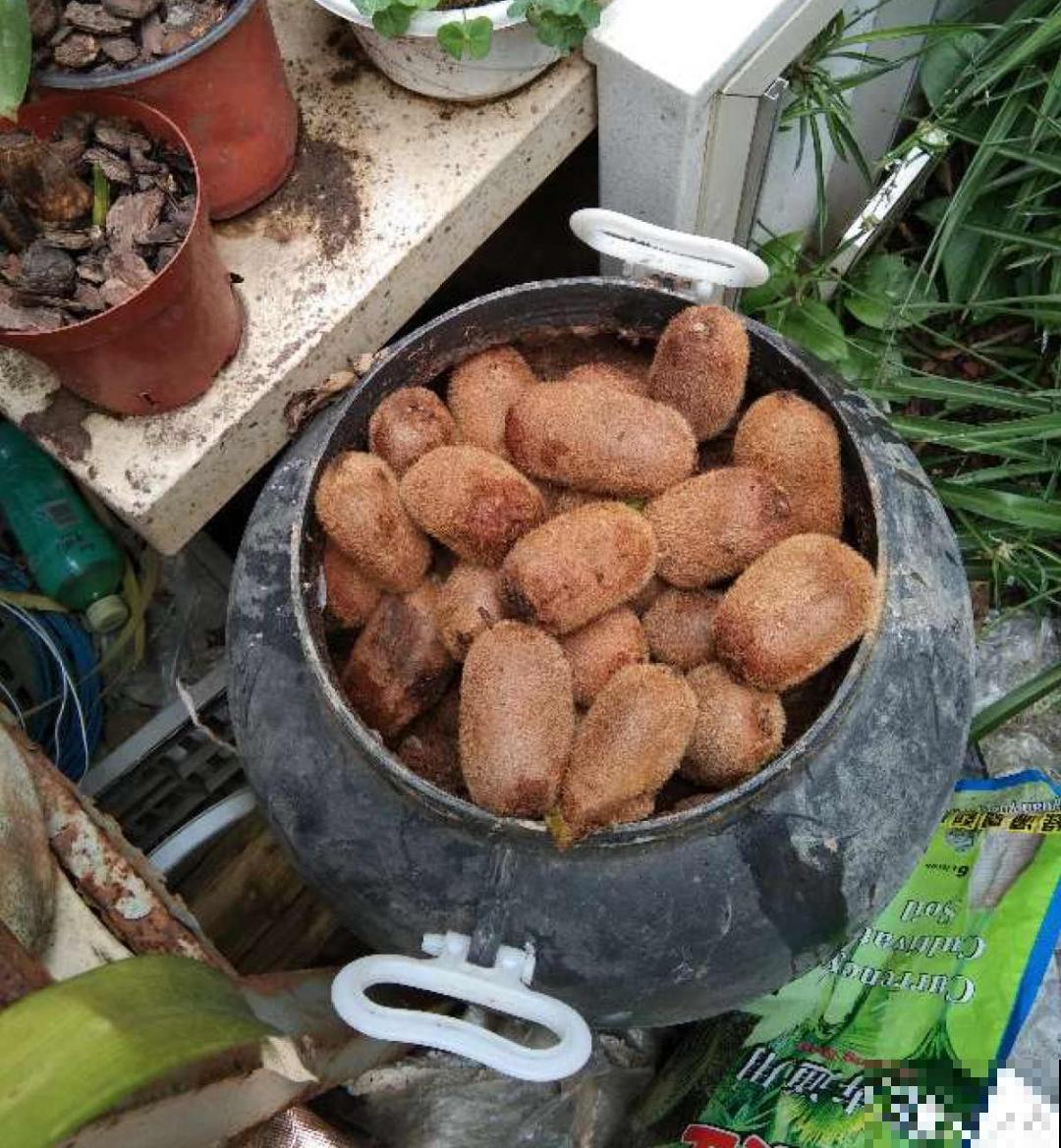 7种有机肥, 给花吃一点,花长得特旺 7种有机肥, 给花吃一点,花长得特旺