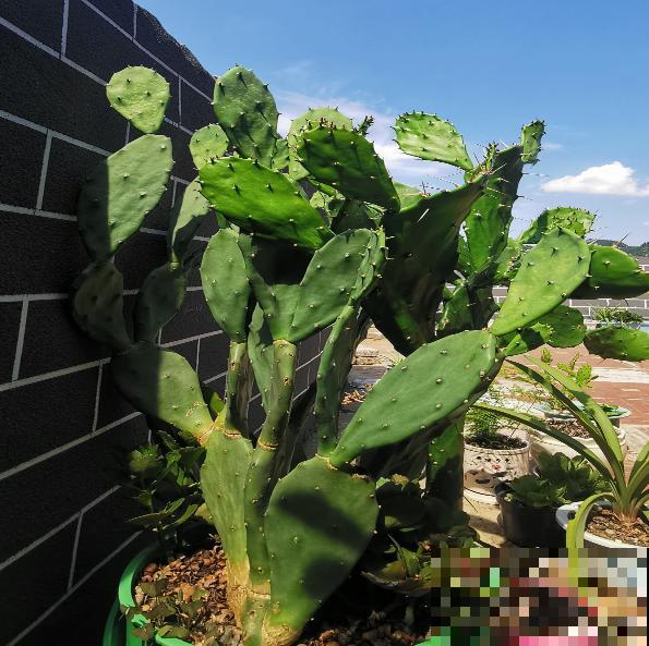 3种霸气植物，样子是丑了点，但是超有安全感