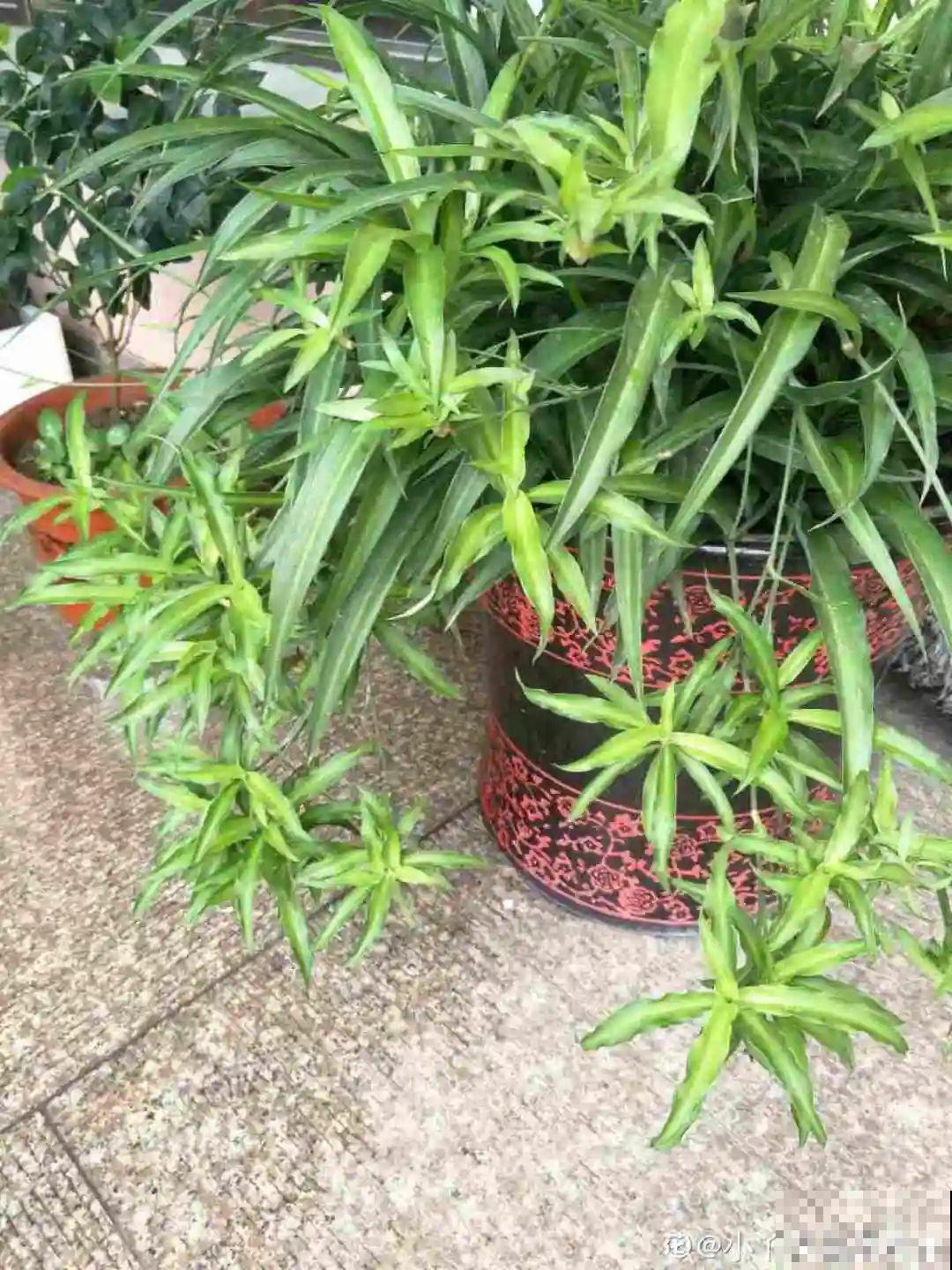 夏天看见气生根,赶紧剪下来,插土里就活 夏天看见气生根,赶紧剪下来,插土里就活