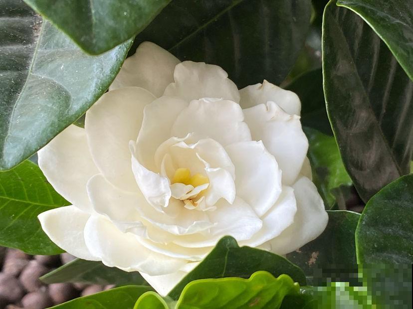 栀子花怎么养及注意事项