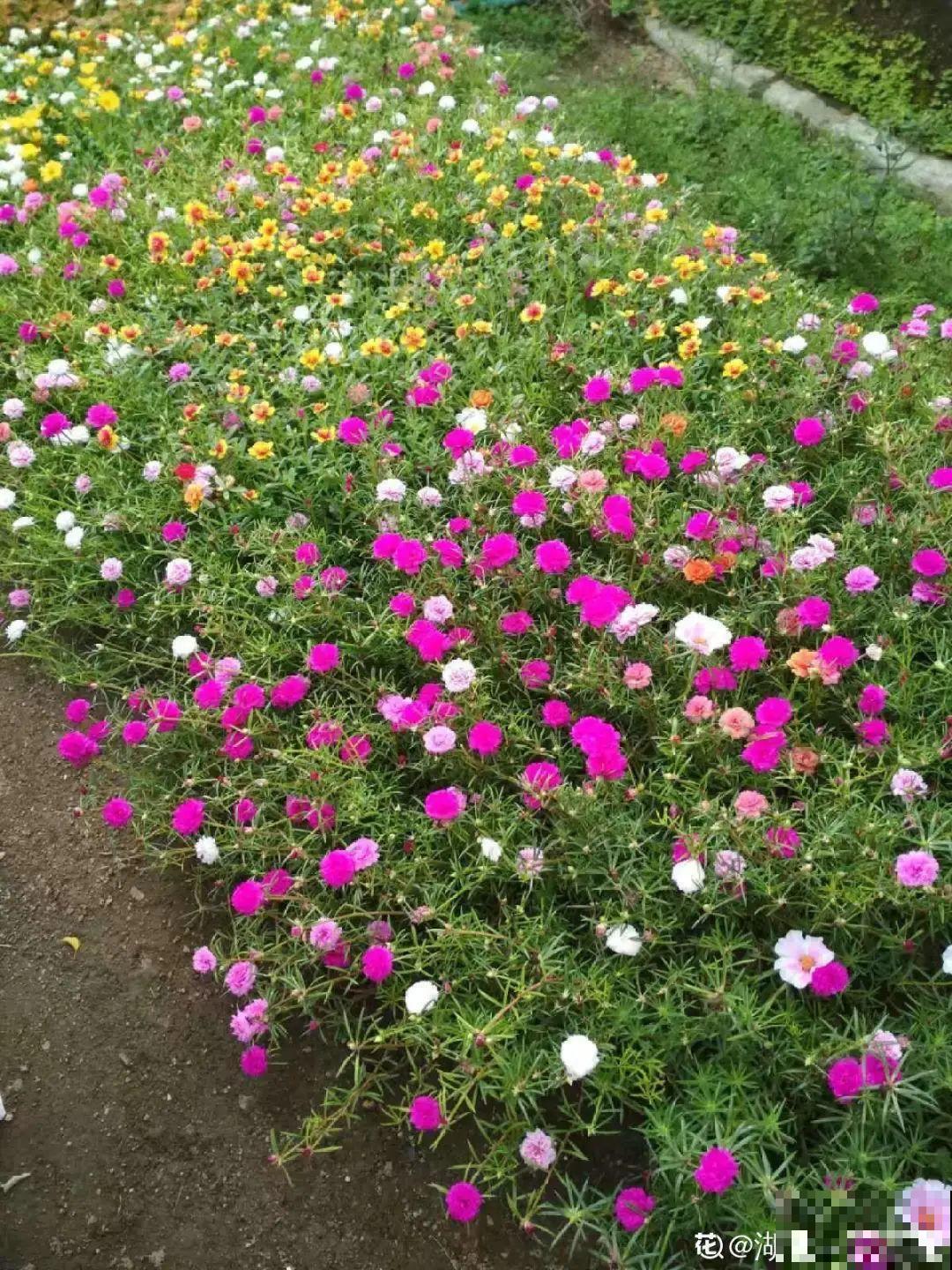 “不死鸟”真烦人，越养越多，真想扔掉