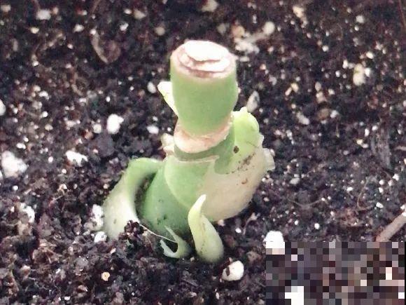 天热要修剪的花，不剪死得快，活不过夏天