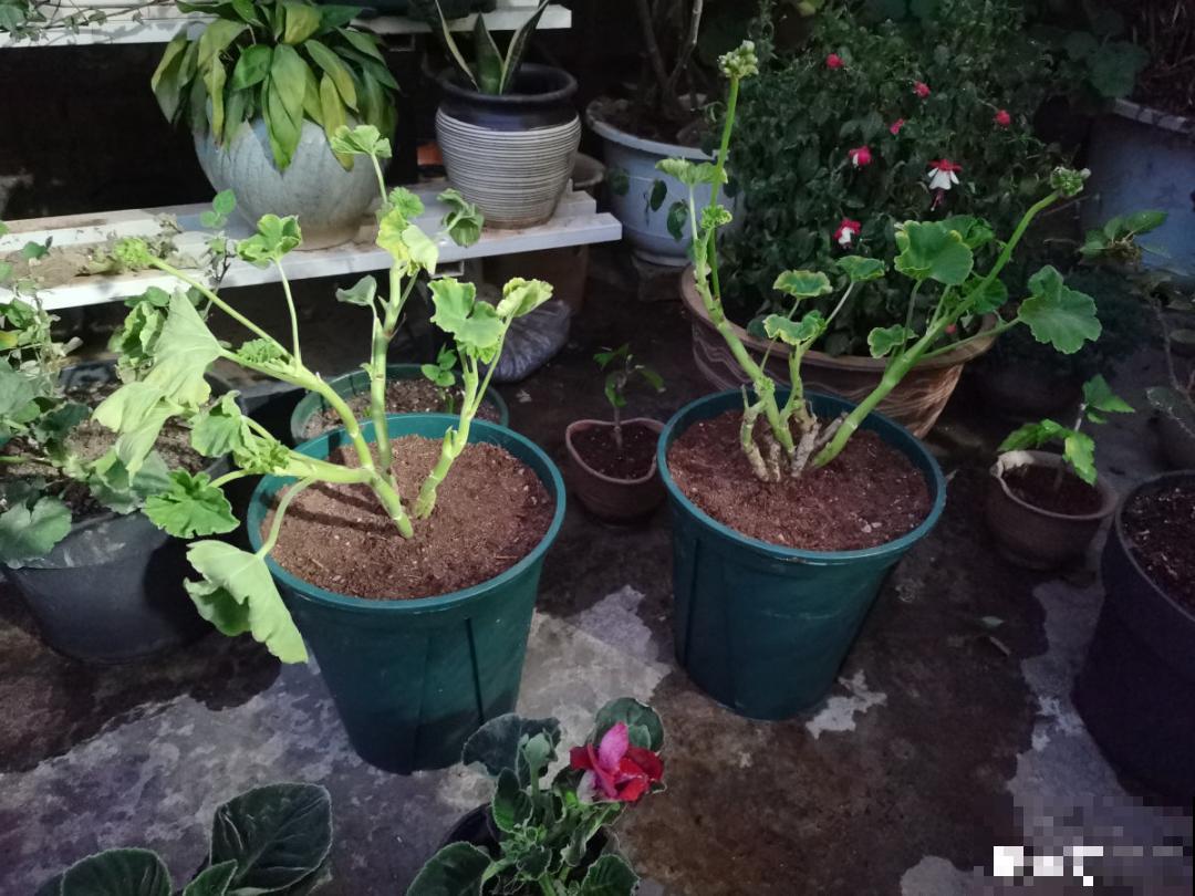 天热要修剪的花，不剪死得快，活不过夏天