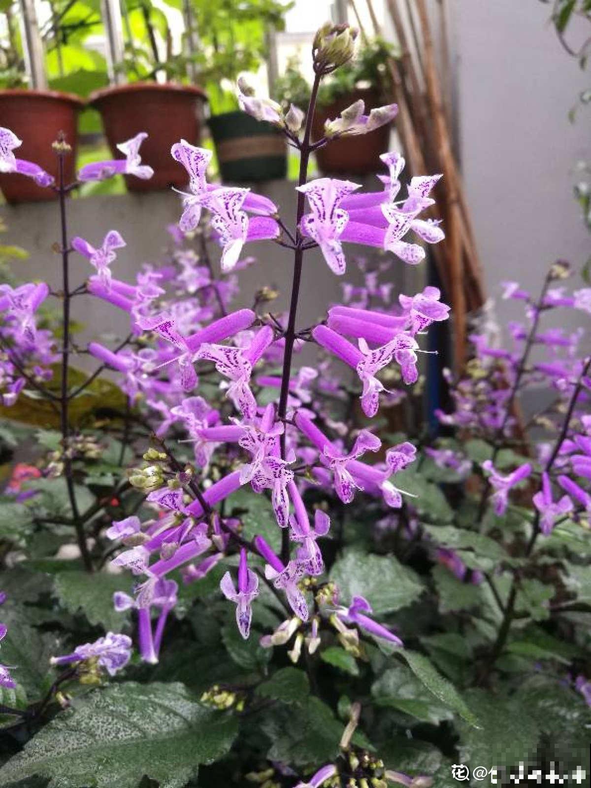 秋天养盆“杀菌花”，香味四溢增加湿度，还能净化室内空气