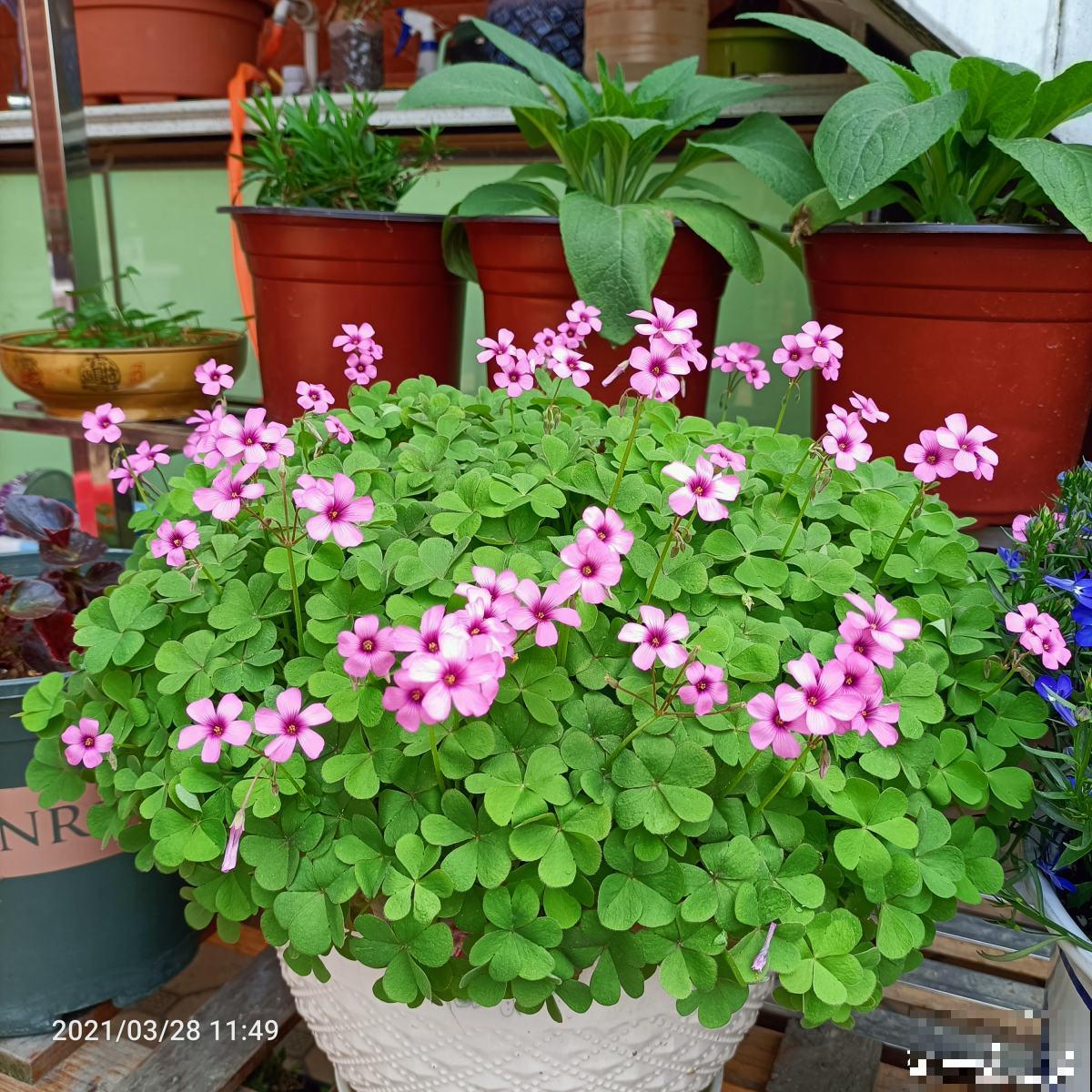 养花7年,居然找到了植物的“财富密码”,4种花“越养越赚钱” 养花7年,居然找到了植物的“财富密码”,4种花“越养越赚钱”