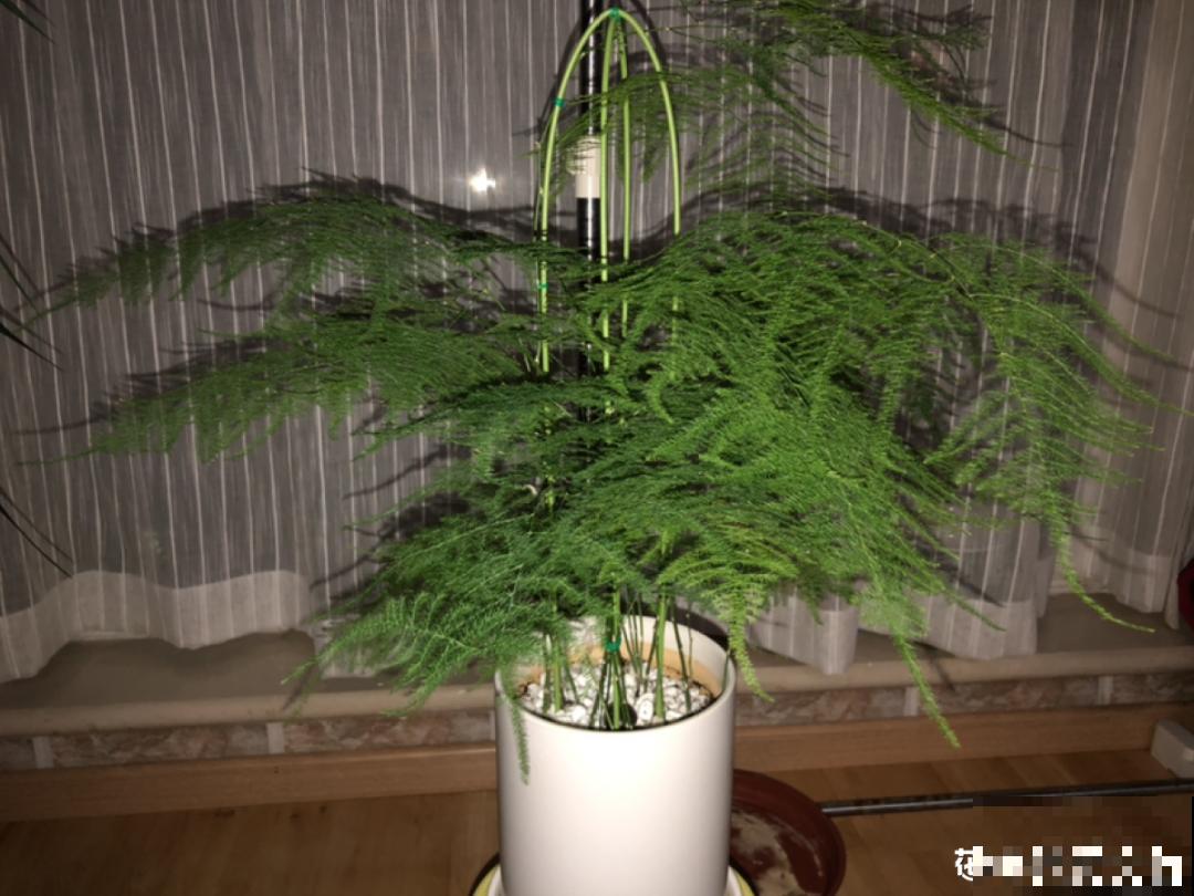 夏天养文竹，不能暴晒，不然叶子都黄了