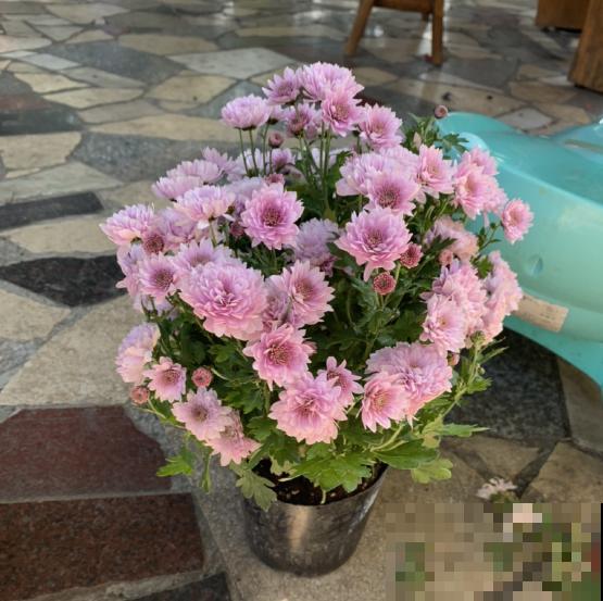 1种花开爆很容易,适合那些绿萝都能养死的人,成就感满满 1种花开爆很容易,适合那些绿萝都能养死的人,成就感满满