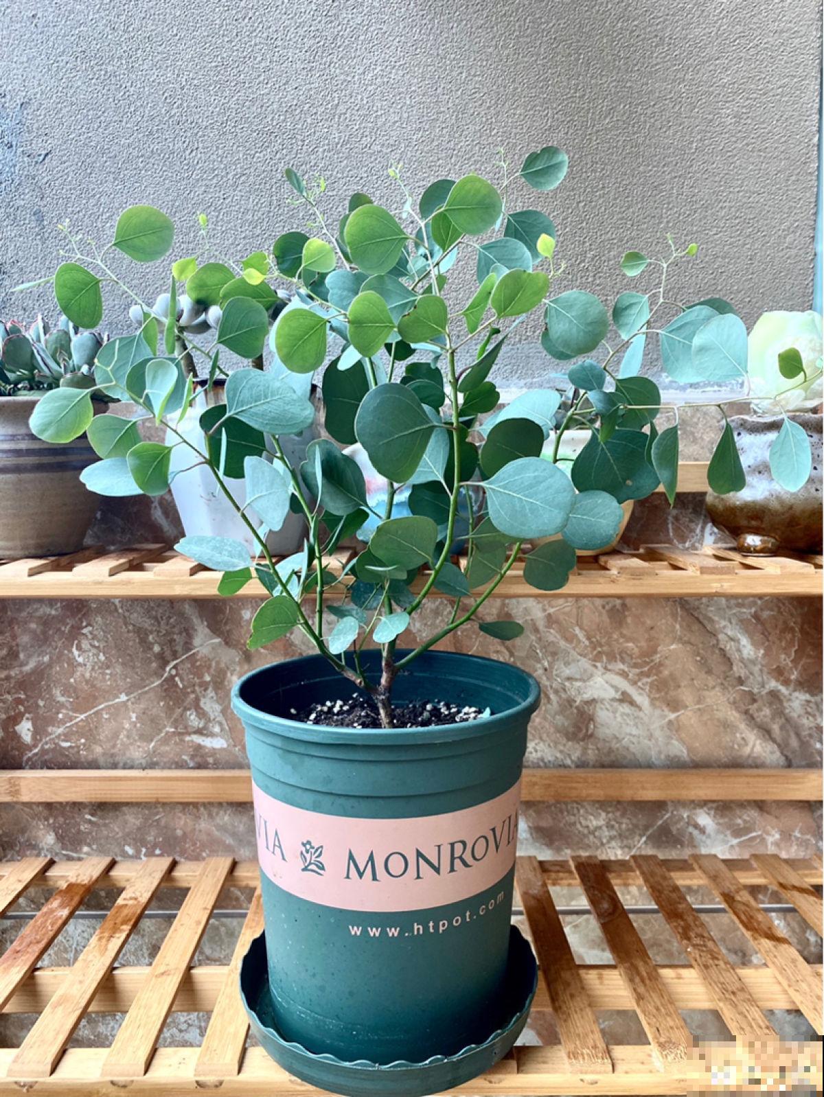 最近流行的简约风绿色，这3种植物，纳凉经典又好养