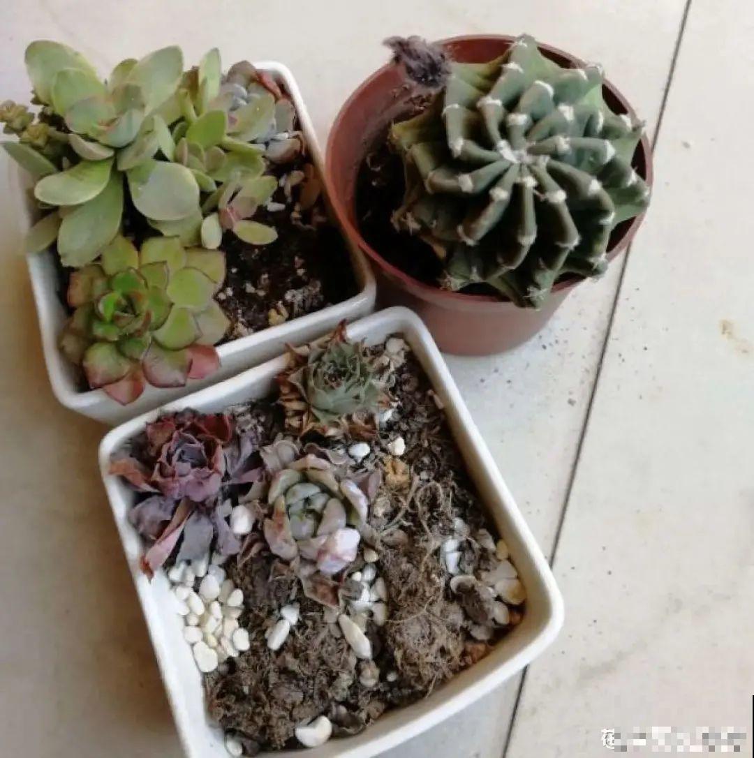 平时的“贵货花”,路边扔了一卡车,赶紧捡回家 平时的“贵货花”,路边扔了一卡车,赶紧捡回家