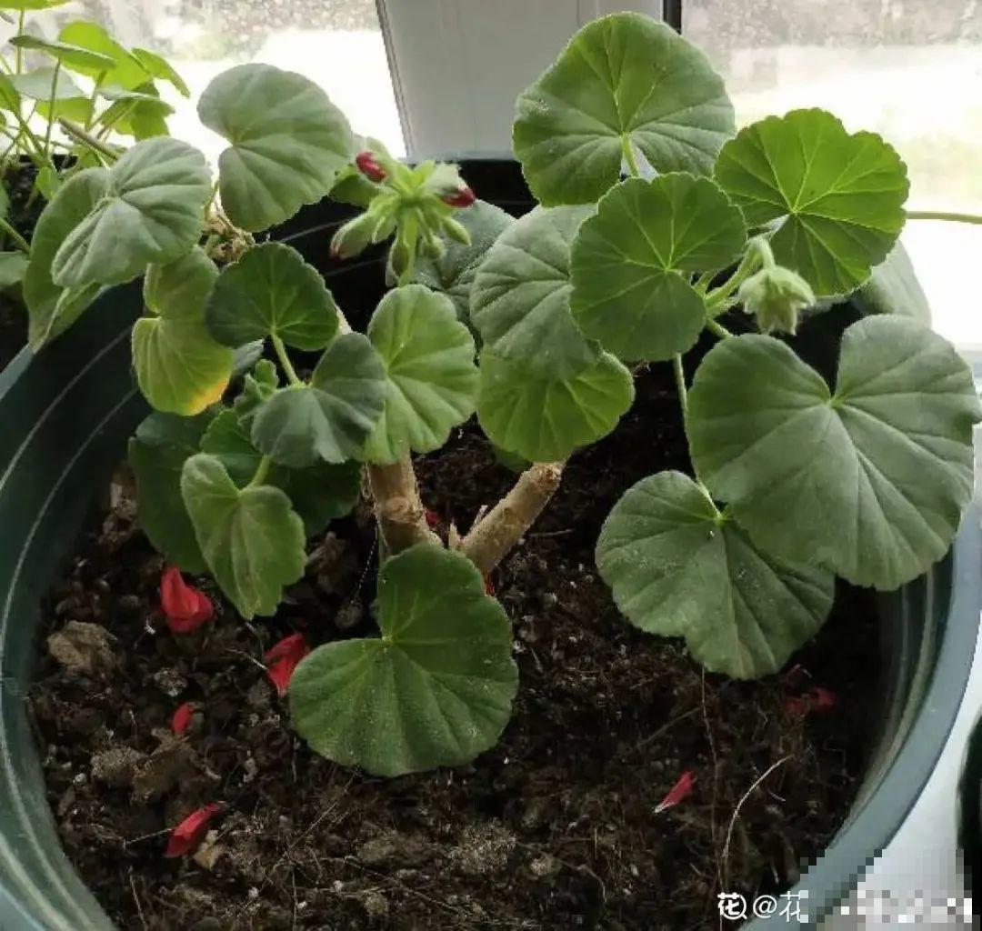 给花喂点小药片,植物开花多,越长越壮 给花喂点小药片,植物开花多,越长越壮
