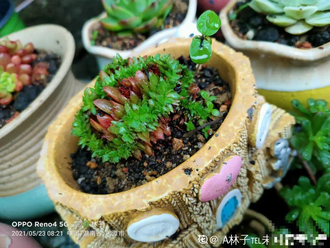 多肉生虫，小白药不能少，撒上一些效果好