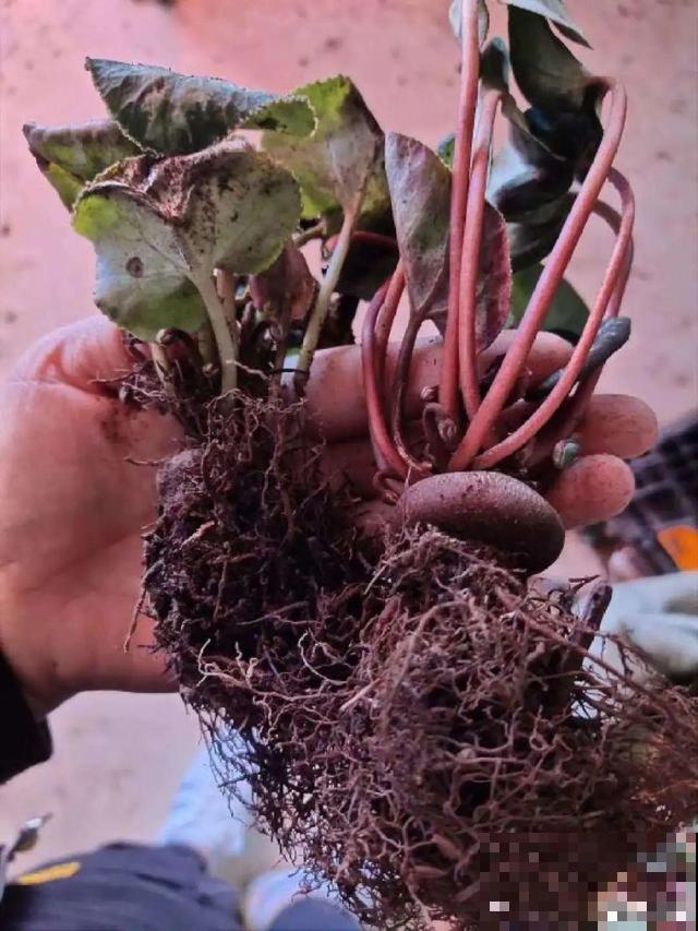 三伏天,8种花进入“鬼门关”,切莫大意 三伏天,8种花进入“鬼门关”,切莫大意