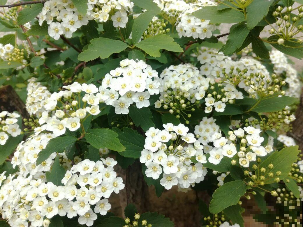 今年超流行小众植物，美而不俗，气质一绝